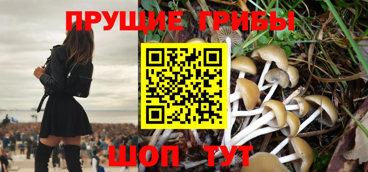 Галлюциногенные грибы Psilocybe Гусев